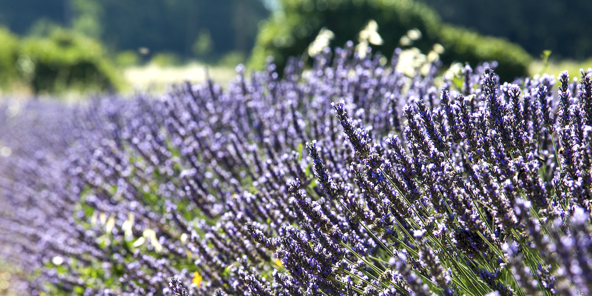 Excursions lavande lavender Aix en Provence
