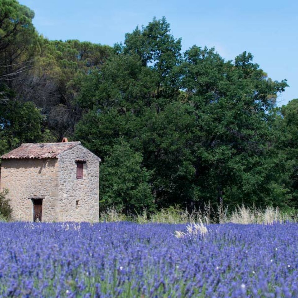 excursion lavande Aix en Provence