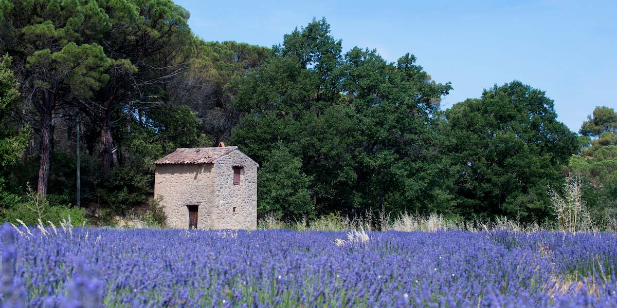 Excursions Lavender Fields Around Aix En Provence Office De Tourisme