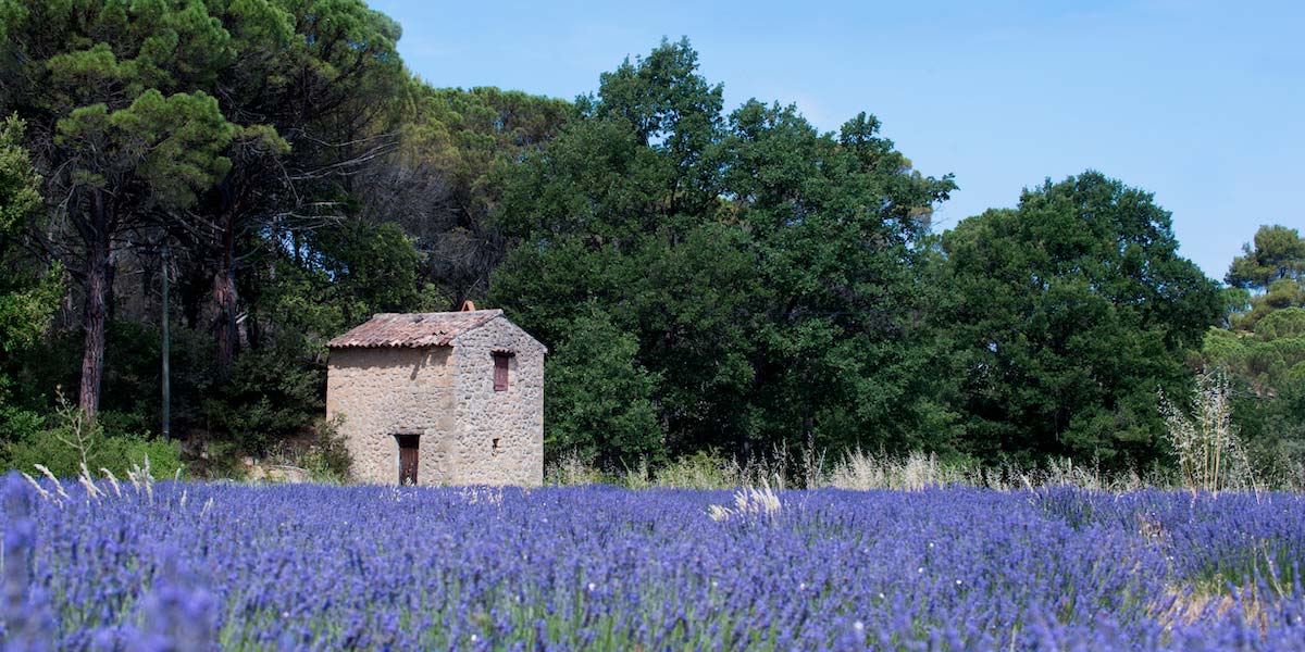 excursion lavande Aix en Provence