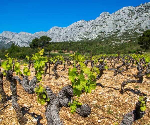 Vignes au pied de la Sainte-Victoire