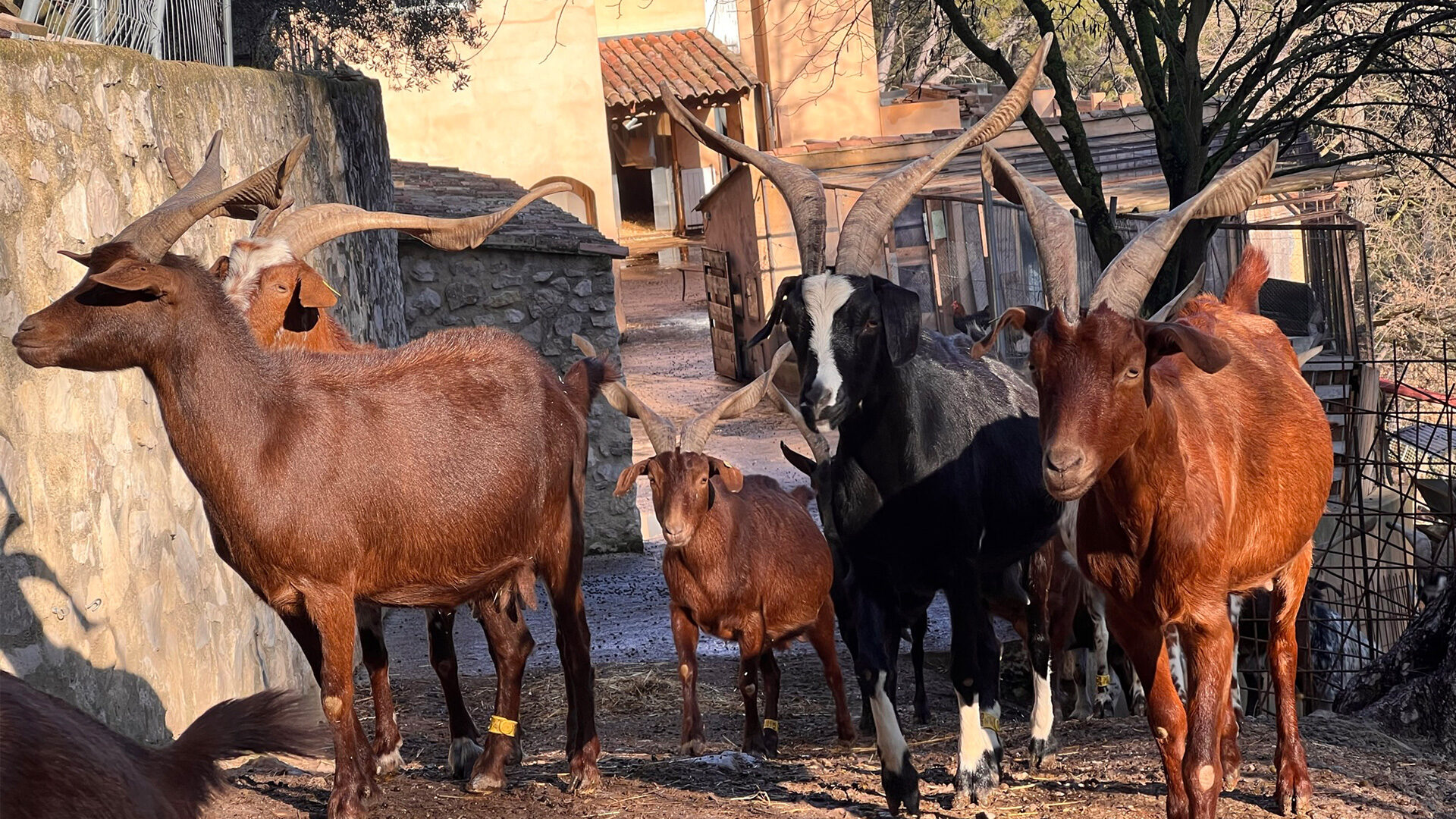 Portrait des chevriers du pays d’Aix-en-Provence