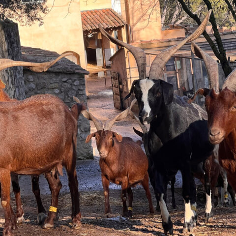 Portrait des chevriers du pays d’Aix-en-Provence