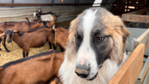 chien article portrait des six chevriers au pays d'Aix en Provence