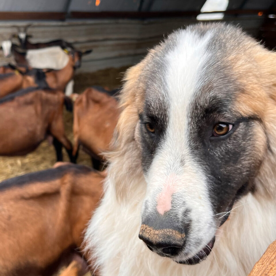 article portrait des six chevriers au pays d'Aix en Provence
