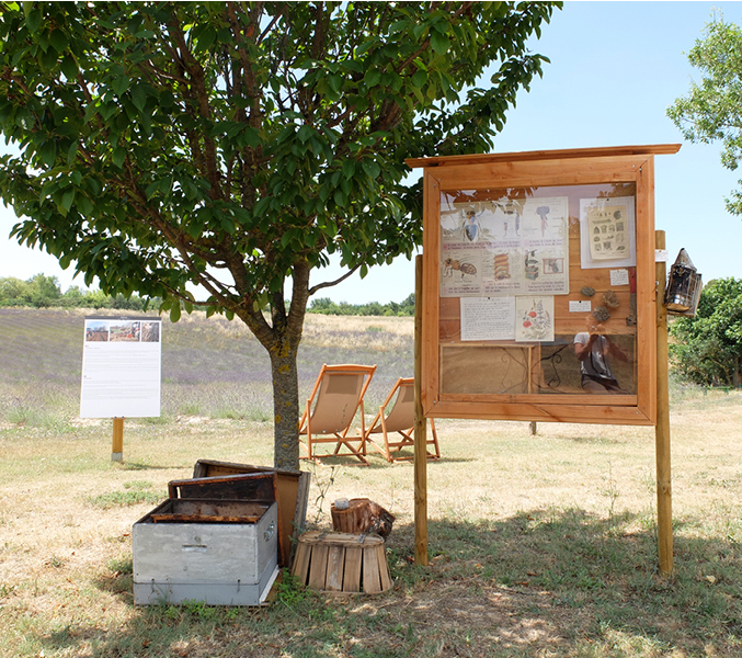 Les champs de lavande à Aix-en-Provence - Saison 2023 - Terre Ugo