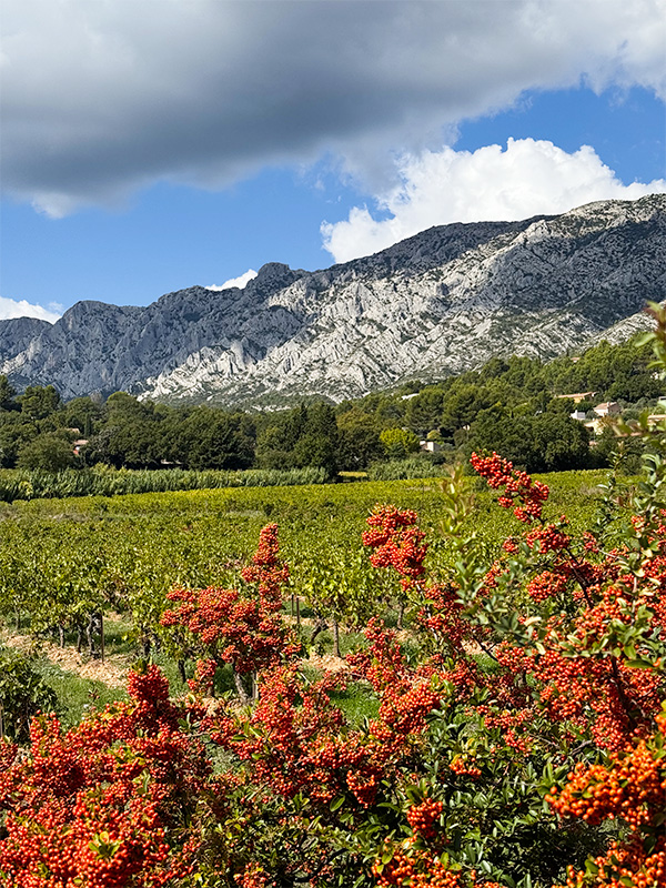 balade-sentier-vignerons-puyloubier