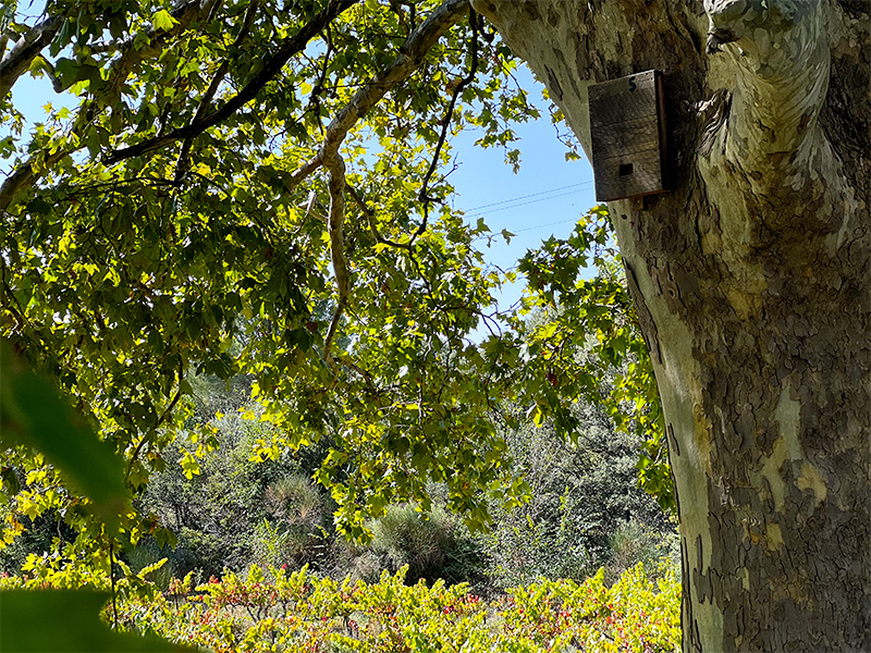 etape-6-4-sentier-des-vignerons sentier-des-vignerons