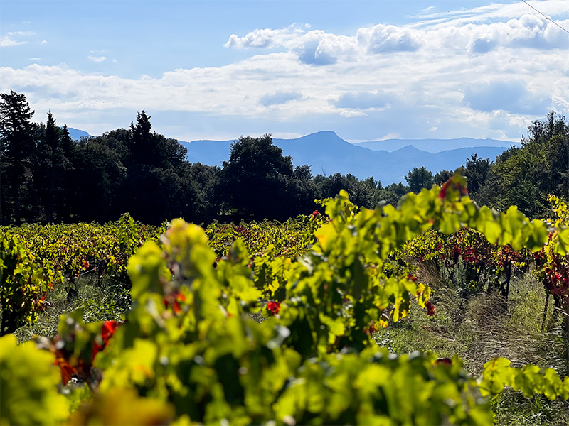 etape-6-sentier-des-vignerons sentier-des-vignerons