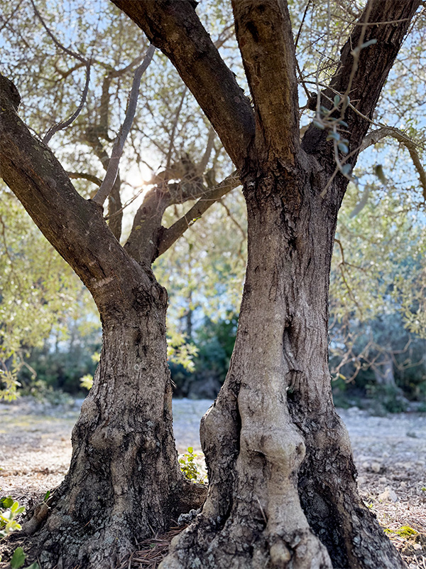 moulin-eguilles-olive-3 Moulin d'Eguilles huile d'olive
