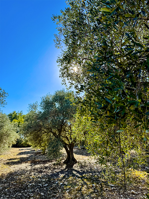 moulin-eguilles-olive1 moulin eguilles olive