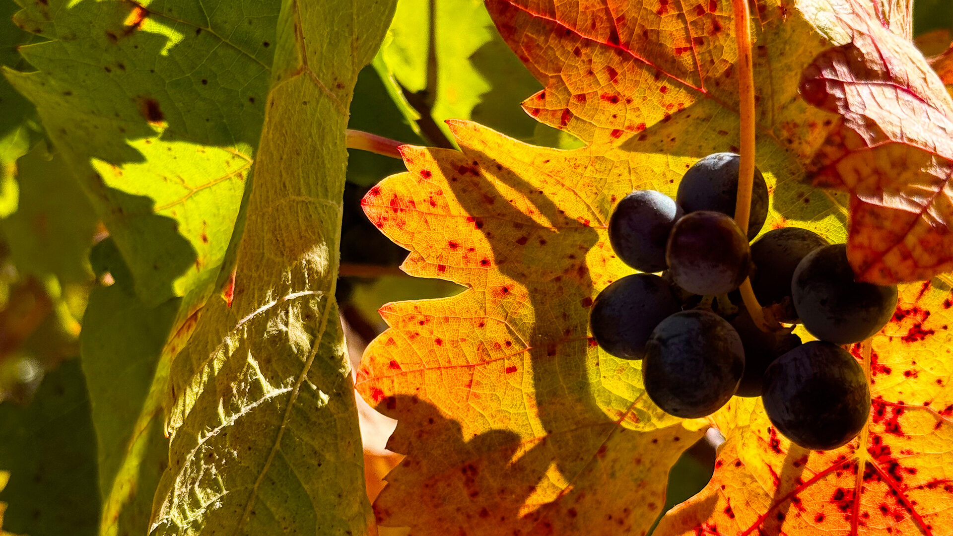 Article L'automne secret en pays d'Aix-en-Provence