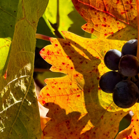 Article L'automne secret en pays d'Aix-en-Provence