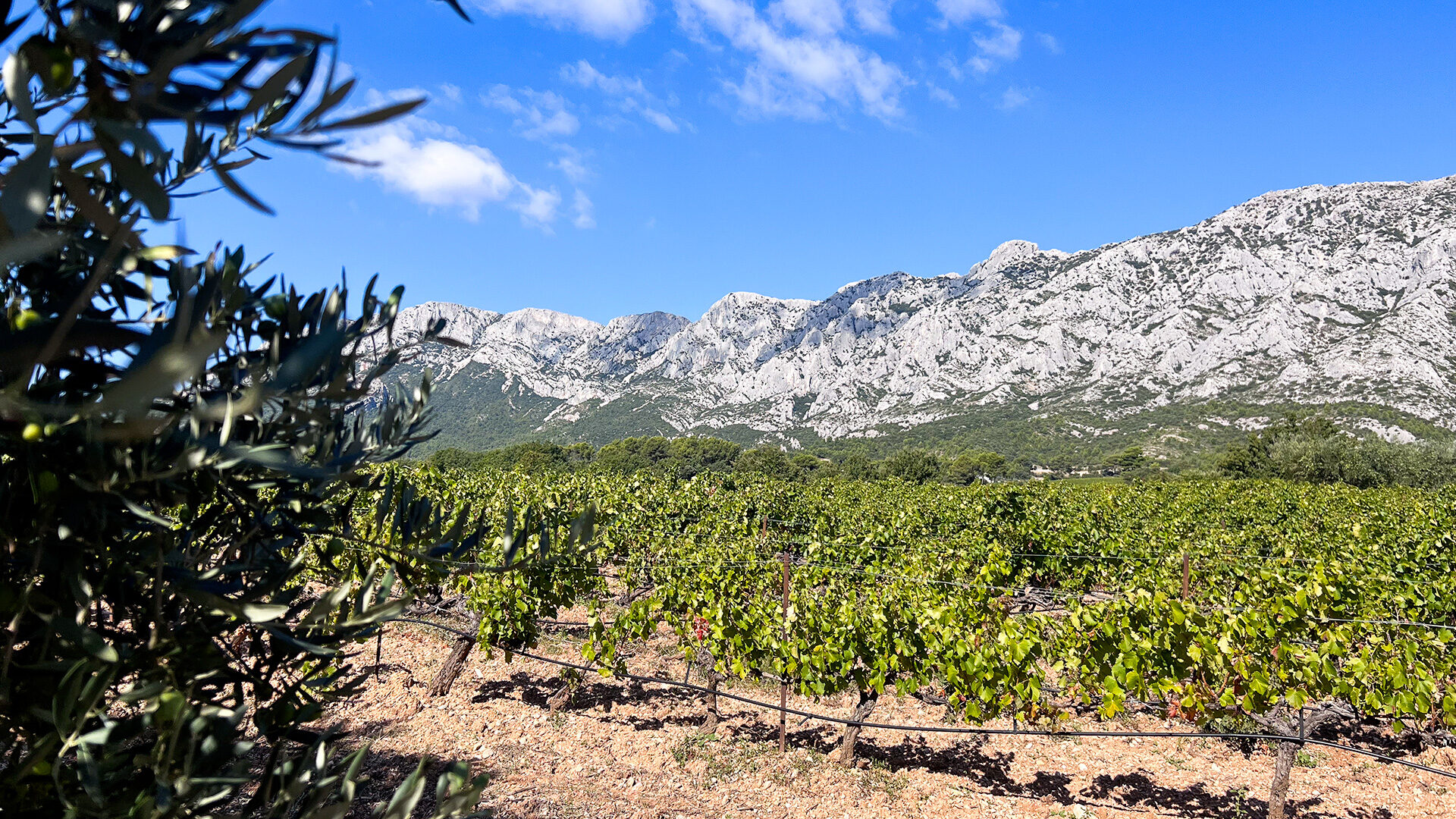 Sentier des Vignerons de Puyloubier