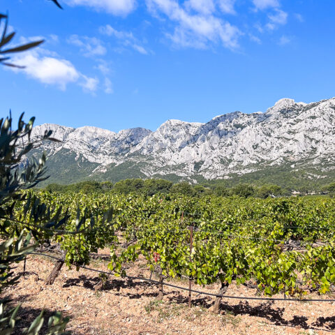 Sentier des Vignerons de Puyloubier