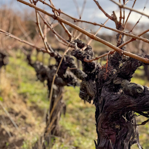 L’hiver au domaine Les Béates