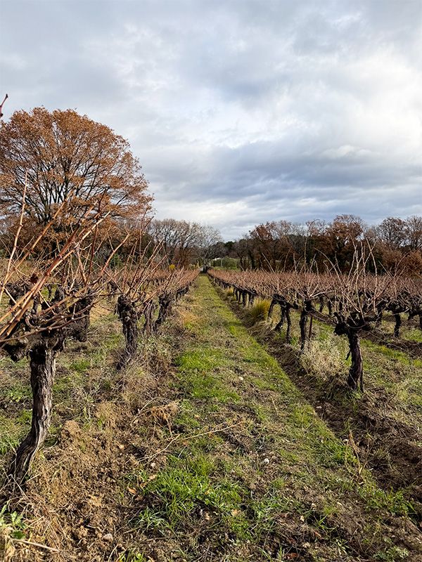 Les Béates, quand l’hiver prépare le vin de demain
