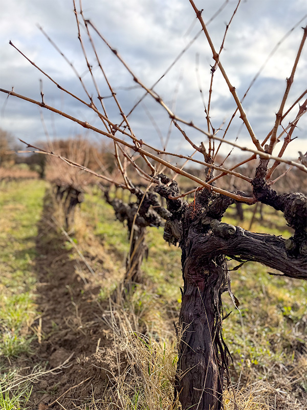 Les Béates, quand l’hiver prépare le vin de demain