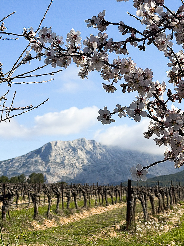 chateau-henri-bonnaud-1