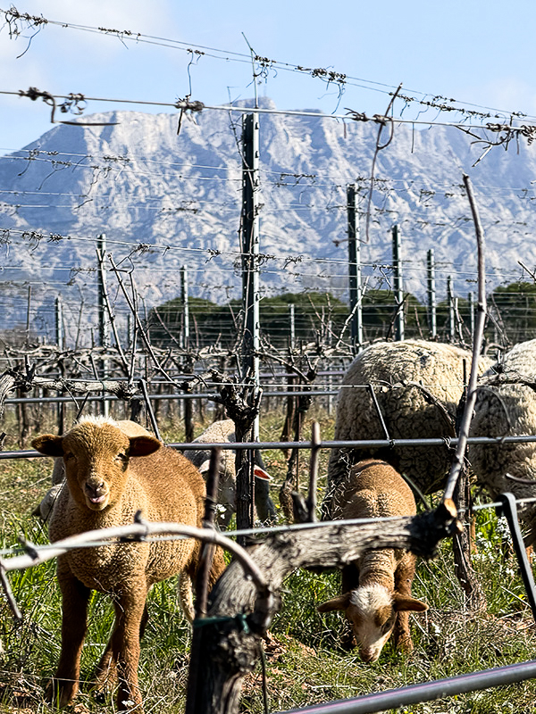 chateau-henri-bonnaud-le-tholonet-vitipastoralisme