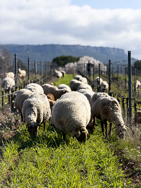 chateau-henri-bonnaud-le-tholonet