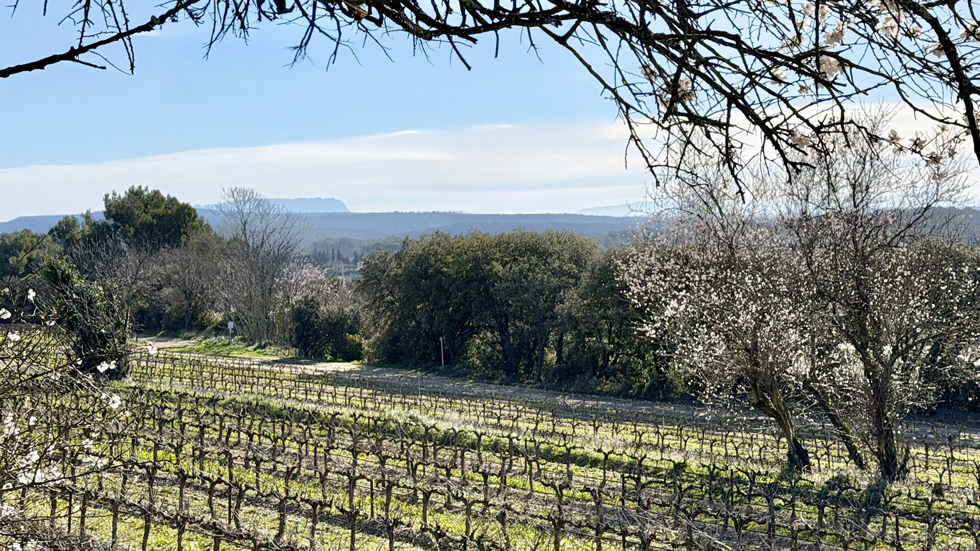 Sentier Vignoble du Roy René