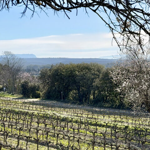 Sentier Vignoble du Roy René