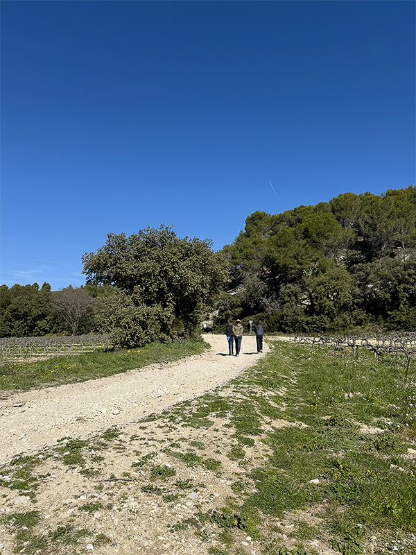 Sentier Vignoble du Roy René Lambesc