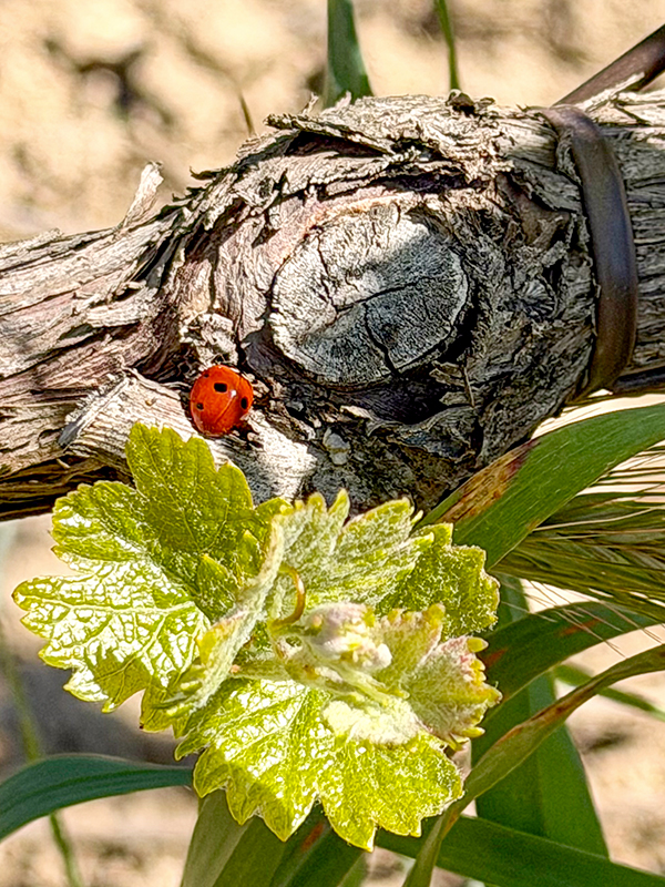 biodiversite-la-brillane-domaine-viticole-en-provence