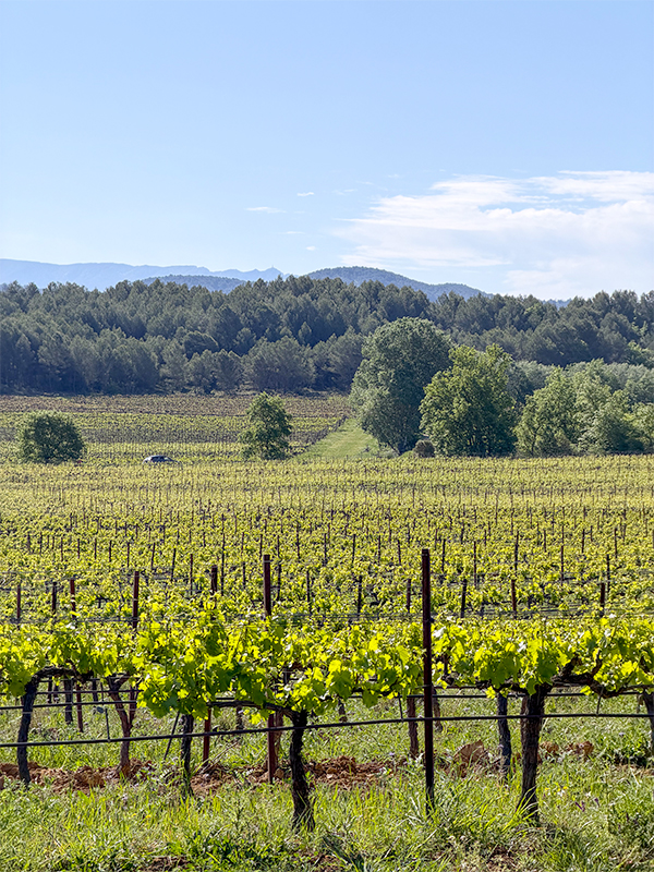 chateau-paradis-sentier-vigneron-8