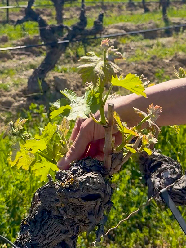 la-brillane-domaine-ebourgeonnage