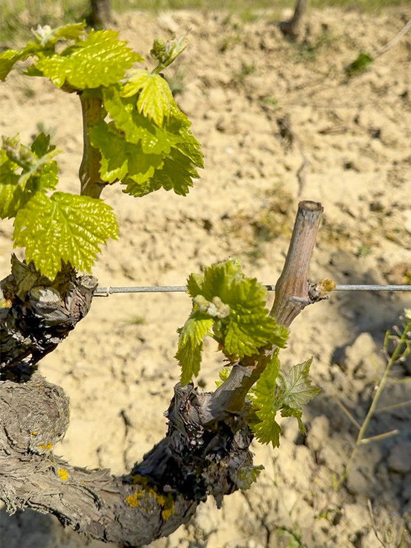 la-brillane-vignes-2