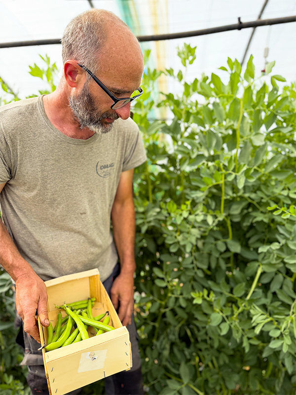 terre-de-mistral-potager