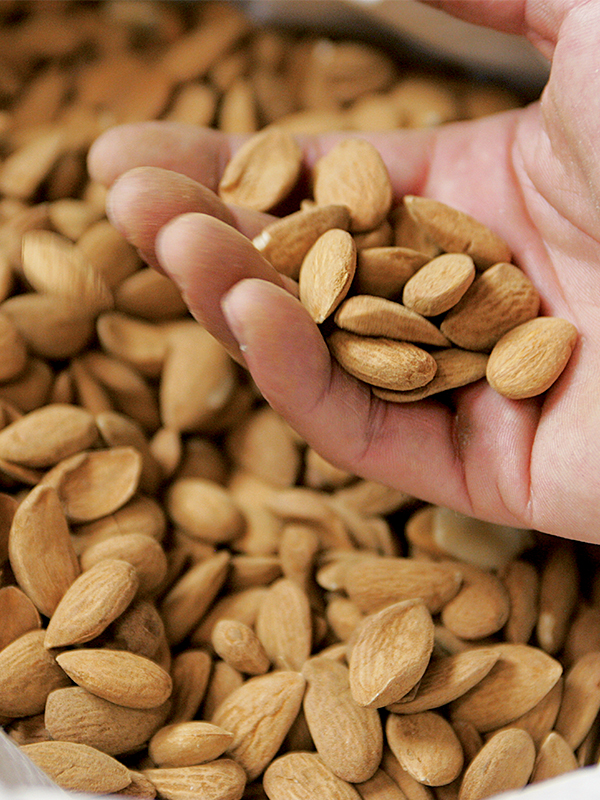 amandes-calissons-aix-en-provence