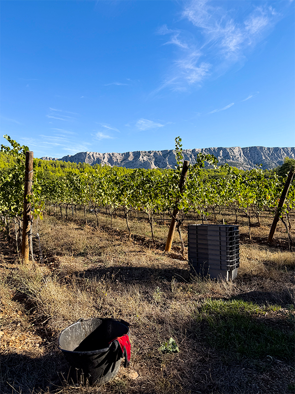 domaine-des-masques-parcelle-pinot-noir-sainte-victoire