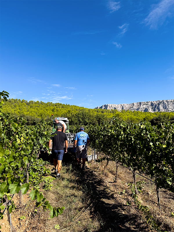 domaine-des-masques-vendanges-manuelles-5