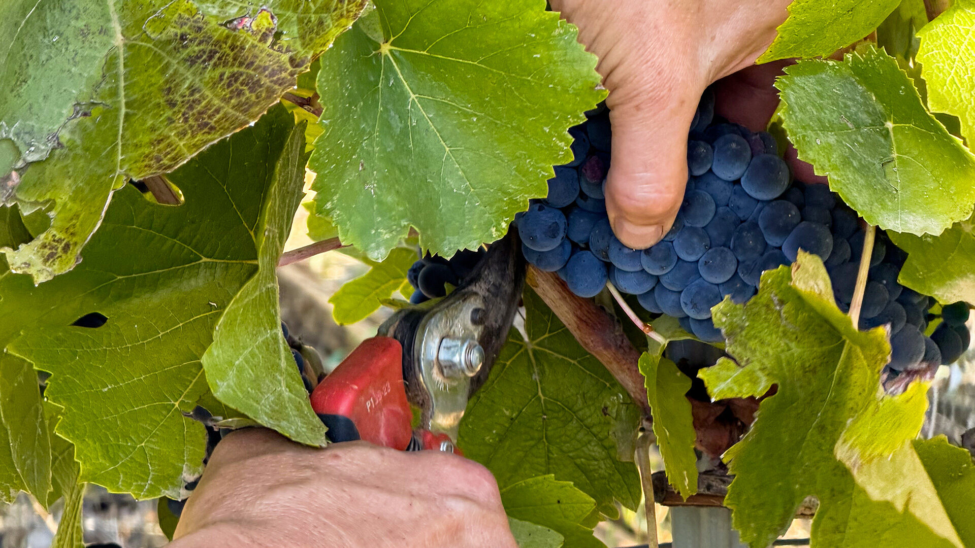 Vignobles en Provence : entre vendanges, art et saveurs