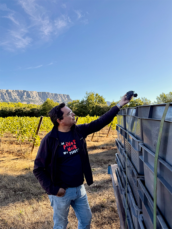 vendange-manuelle-domaine-des-masques-pinot-noir